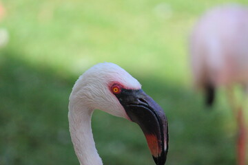 Fototapeta premium Flamingo pink
