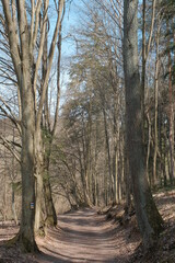 Tourist road in the forest