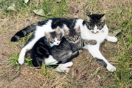 High angle view portrait of a mackerel cat mother lying on grass with two kittens enjoying her lap.