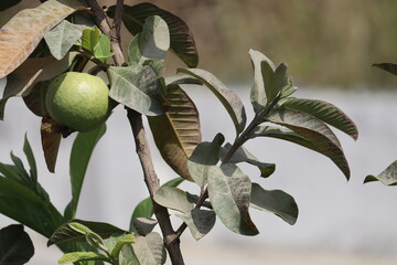 Fresh green guava fruit is hanging on the tree branch. Organic fruits are rich in micro nutrients.