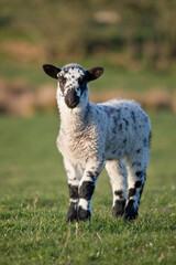 Lamb in a field in springtime, North Yorkshire, England, United Kingdom © A Linscott