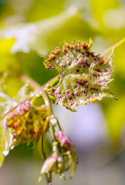 Disease of grapes with phylloxera on young leaves.