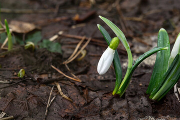 Little snowdrop, the first spring flowers in city park, view from above.