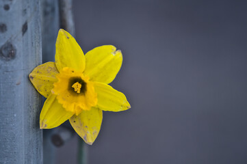 Beautiful closeup view of single spring yellow daffodil (Narcissus) flower sputtered with mud along the road in Blackrock, Dublin, Ireland. March and April spring flowers. Dirty daffodils