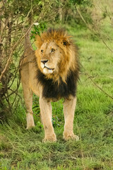 Obraz na płótnie Canvas Lion Panthera leo couché au regard perçant en safari big five au Masaï Mara Kenya