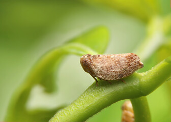 Macro of the Brown planthopper on green leaf in the garden.  Nilaparvata lugens (Stal) on blurred of green background. - obrazy, fototapety, plakaty