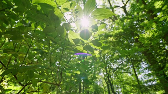 Low-angle shot of sunshine through green leaves in woods