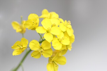 菜の花のクローズアップ