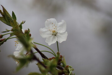 Obraz premium tree blossom