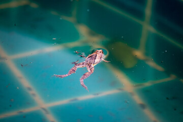 Close-up Dead frog floats on the surface of the water in the pool. Uncleaned pool