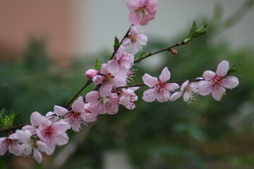 pink cherry blossoms