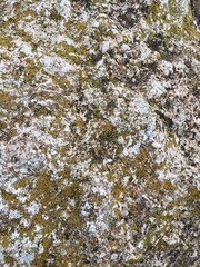 moss or lichen on limestone rock