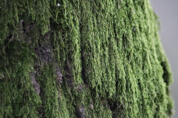 green moss on tree bark