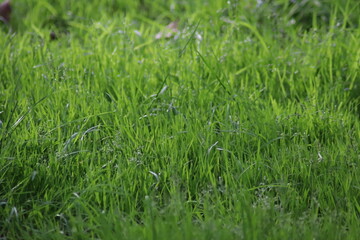 green grass with dew drops