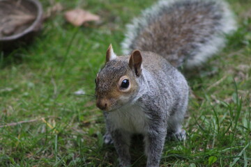 squirrel on the grass