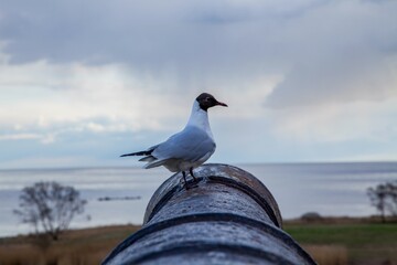 Kalmar Castle (Slott) as seen in Småland, Sweden © chemistkane