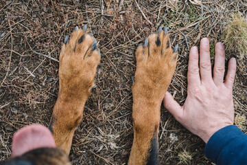 Una comparacion del tamaño de la paw de un rottweiler americano hembra con la mano de un hombre...