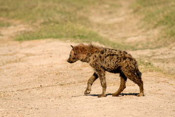 Naklejka na ściany i meble Hyène Tachetée Crocuta crocuta au Masaï Mara Afrique Kenya