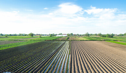 Countryside view of a field half-planted with eggplant. Well watering system. Growing food....