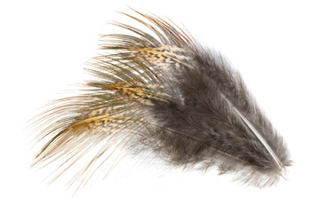 brown pheasant feather on a white background