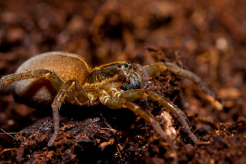 spider on the ground