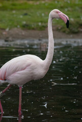 Flamingo in water