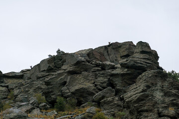 group of mountain goats in Sierra Nevada