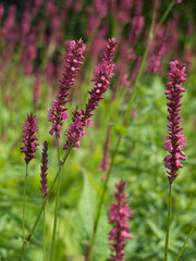 Pretty flower spikes of Persicaria amplexicaulis in a garden  with blurred green background. Swallow depth of field