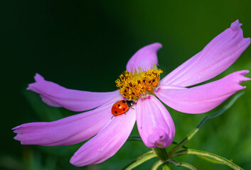 ladybird on pink flower , Cosmos is a genus, with the same common name of cosmos © Tariq