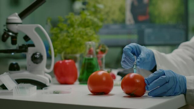Closeup of chemist scientist injecting organic tomato with pesticides for gmo test. Biochemist working in pharmacology laboratory testing health food for microbiology expertise
