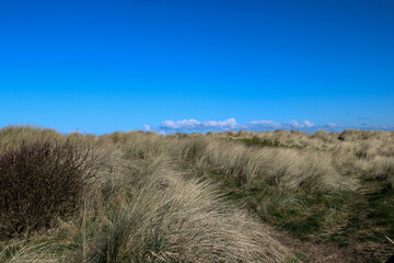 Pathway Through Shrubs and Marram Grass at a Coastal Location
