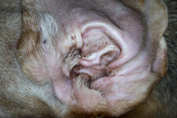 Close-up view at the auricle of an ear of a dog with earwax and wrungs in the concha