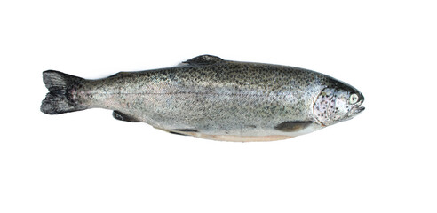 Dead trout fish isolated on white background. Freshwater animal 