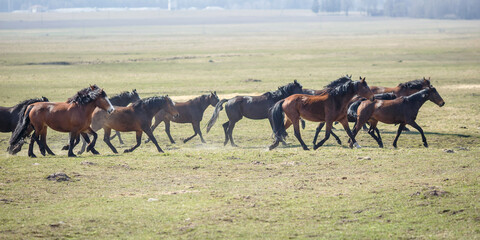 Fototapeta premium huge herd of horses in the field. Belarusian draft horse breed. symbol of freedom and independence