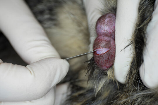 Testicle popping out of the tunica vaginalis inside the scrotum of a male cat during castration by a veterinary surgeon