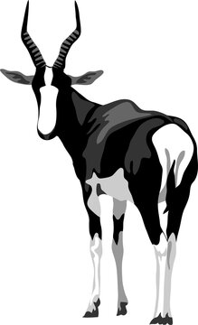 Bontebok antelope - vector illustration