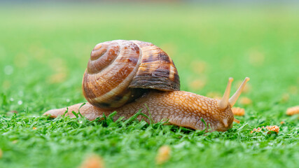 Snail on the green artificial grass. Animals