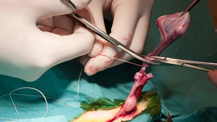 Vet castrating a dog and cutting the spermatical cord with a scissors
