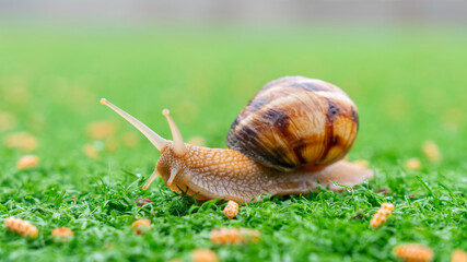 Snail on the green artificial grass. Animals