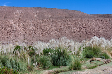 Pampas Grass - Atacama Desert in northern Chile