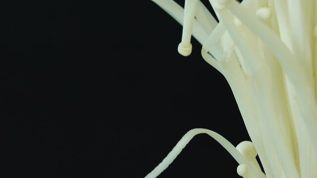 Organic enoki mushroom closeup food shot closeup rotating  isolated on black  background 4K camera