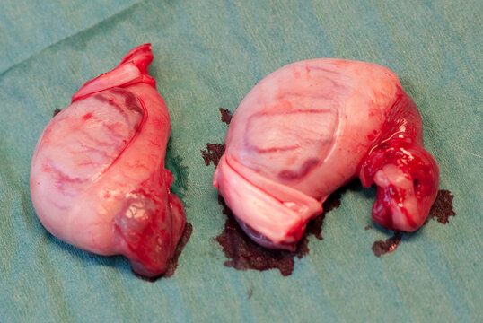 Two testicles just after castration of a dog with focus on the surface of the testicle