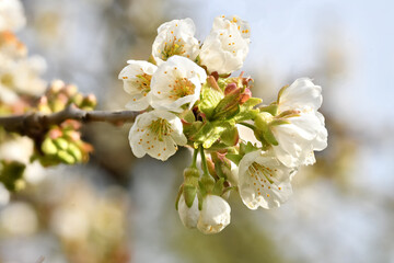 Detail shot of a branch of the cherry tree with flowers, buds and leaves