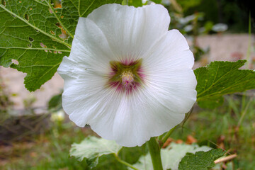 Luna White Hardy Hibiscus Plants produce dramatically stunning white blossoms, easily the size of a...