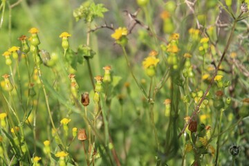 In the magic forest .. Delicate wild flowers among the vegetation. Sunlight touches.  Nature details.