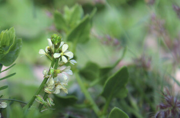 In the magic forest .. Delicate wild flowers among the vegetation. Sunlight touches.  Nature details.