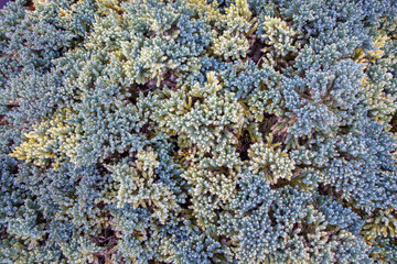 Juniperus Evergreen Juniper Tree Close-Up. Full Frame Shot Of pattern pine needles. Seamless Background with Tropical Leaves. abstract green texture, nature leaf. Christmas pine tree wallpaper