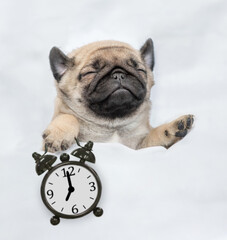 Pug puppy sleeps with alarm clock under white blanket at home. Top down view