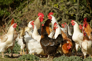 Roosters and hens.