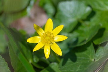 A small yellow flower is growing between the green grass or leafs